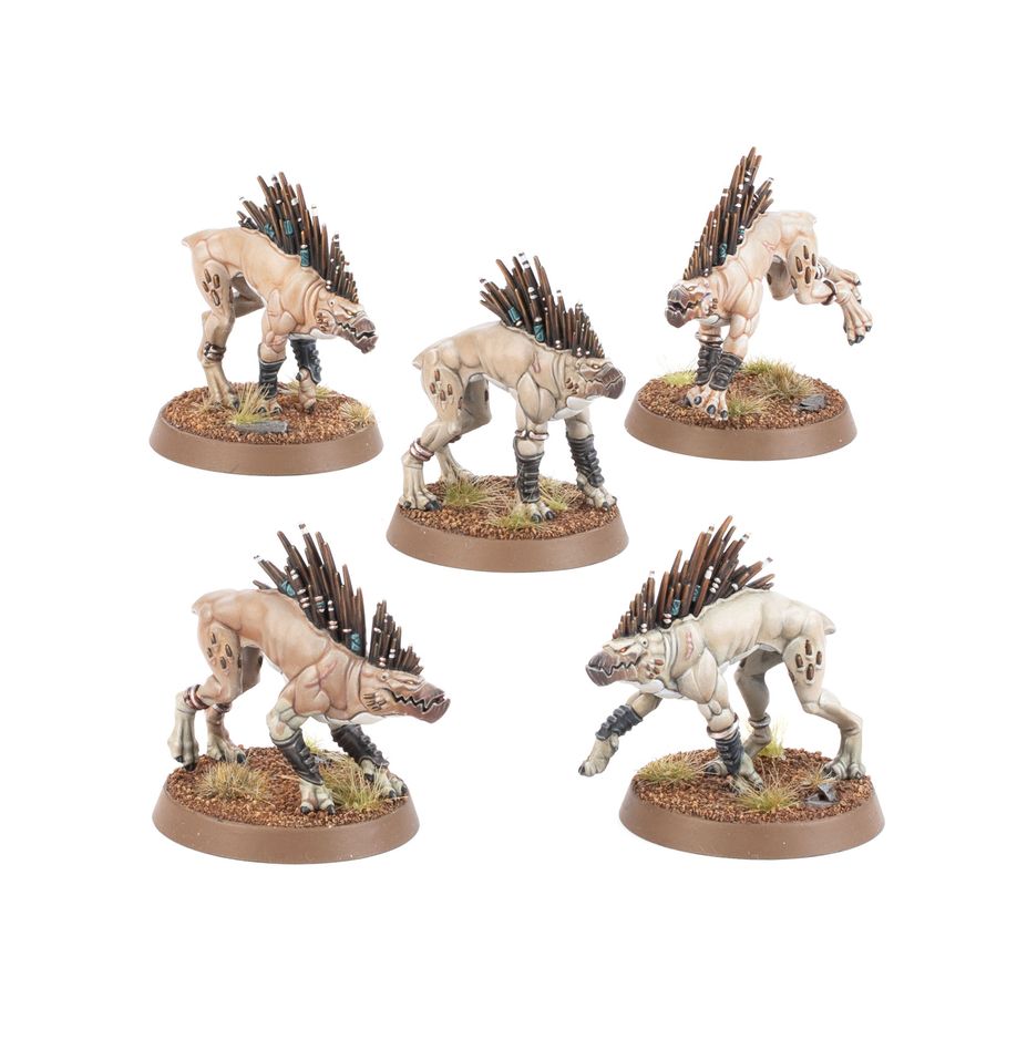 Tau Kroot Hounds | Jack's On Queen